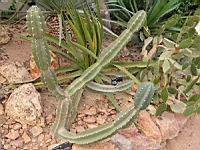 Cereus stenogonus (fam Cactacees) (Argentine, Bolivie, Paraguay) (1) (Photo F. Mrugala)